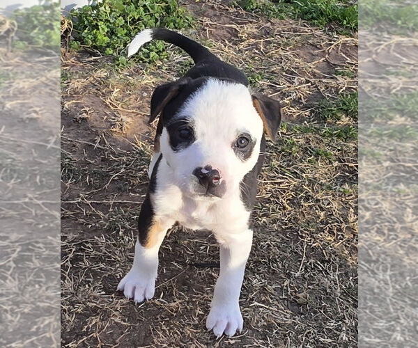 Medium Photo #10 Australian Shepherd-Unknown Mix Puppy For Sale in OKLAHOMA CITY, OK, USA
