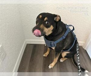 German Shepherd Dog-Unknown Mix Dogs for adoption in Ocala, FL, USA