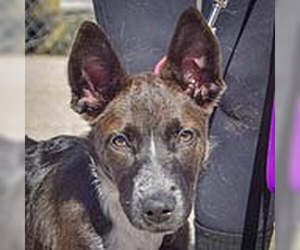Medium Photo #1 Australian Kelpie-German Shepherd Dog Mix Puppy For Sale in Huntley, IL, USA