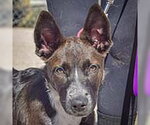 Mochi - Female Australian Kelpie-German Shepherd Dog Mix Dog for Adoption - Small photo
