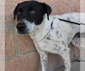 Labrador Retriever-Unknown Mix Dogs for adoption in San Antonio, TX, USA