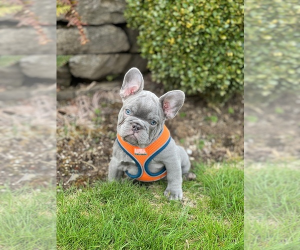 Medium Photo #3 French Bulldog Puppy For Sale in CARVER, OR, USA