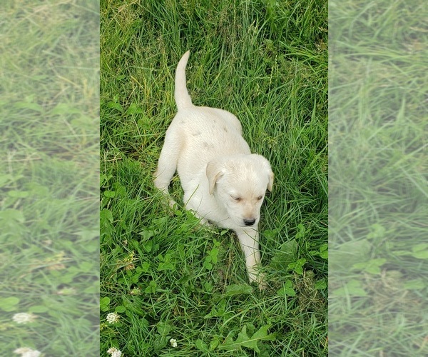 Medium Photo #21 Labrador Retriever Puppy For Sale in OLYMPIA, WA, USA