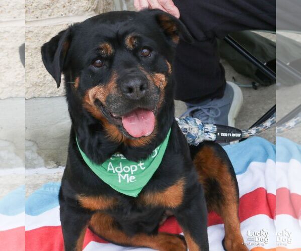 Medium Photo #15 Rottweiler-Unknown Mix Puppy For Sale in Washington, DC, USA