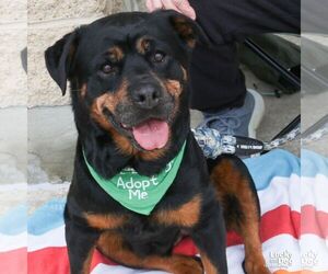 Harper - Female Rottweiler-Unknown Mix Dog for Adoption - Photo #15