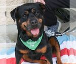 Small #14 Rottweiler Mix