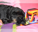 Small Photo #5 German Shepherd Dog Puppy For Sale in LIGONIER, IN, USA