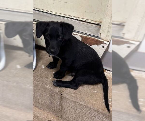 Medium Photo #1 Dachsador Puppy For Sale in Pueblo West, CO, USA