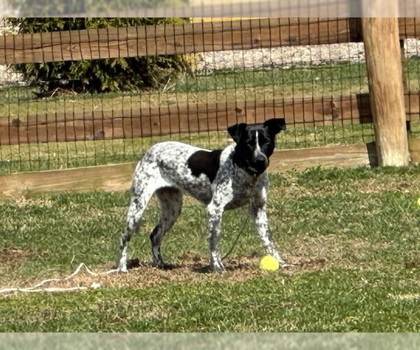 Medium Photo #12 Mutt Puppy For Sale in Garden City, NY, USA