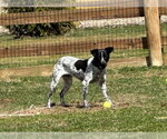 Small #11 Mutt
