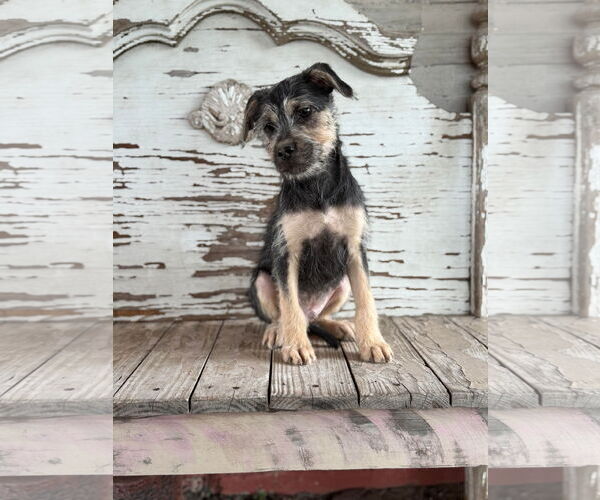 Medium Photo #2 Mutt Puppy For Sale in Rockaway, NJ, USA