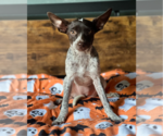 Small Photo #1 Mutt Puppy For Sale in Redmond, WA, USA