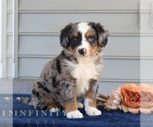 Medium Bernedoodle (Miniature)