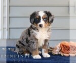 Small Bernedoodle (Miniature)