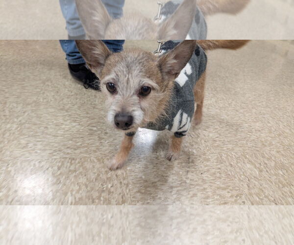 Medium Photo #3 Chihuahua Puppy For Sale in Hinckley, IL, USA