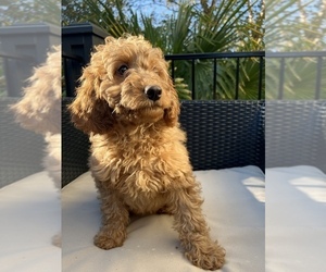 Goldendoodle (Miniature) Puppy for sale in FORT MILL, SC, USA