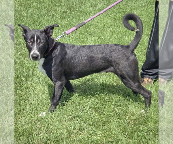 Medium Photo #6 Border Collie-Unknown Mix Puppy For Sale in Huntley, IL, USA