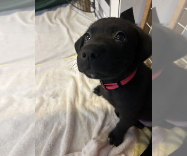 Medium Photo #5 Colonial Cocker Spaniel-Labrador Retriever Mix Puppy For Sale in St. Louis Park, MN, USA