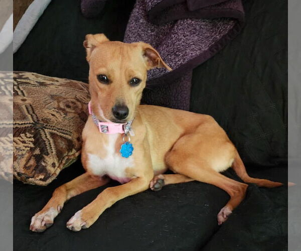 Medium Photo #1 Italian Greyhound-Unknown Mix Puppy For Sale in Des Moines, IA, USA