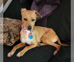 Italian Greyhound-Unknown Mix Dogs for adoption in Des Moines, IA, USA