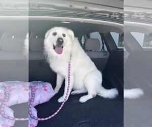 Great Pyrenees Dogs for adoption in Bountiful, UT, USA