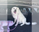 Small Great Pyrenees