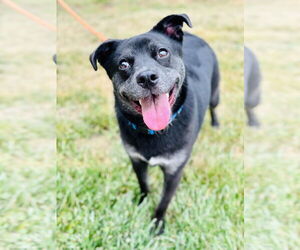 Labrador Retriever-Unknown Mix Dogs for adoption in Manahawkin, NJ, USA