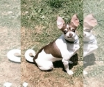 Small Photo #1 Chihuahua Puppy For Sale in MARION, VA, USA