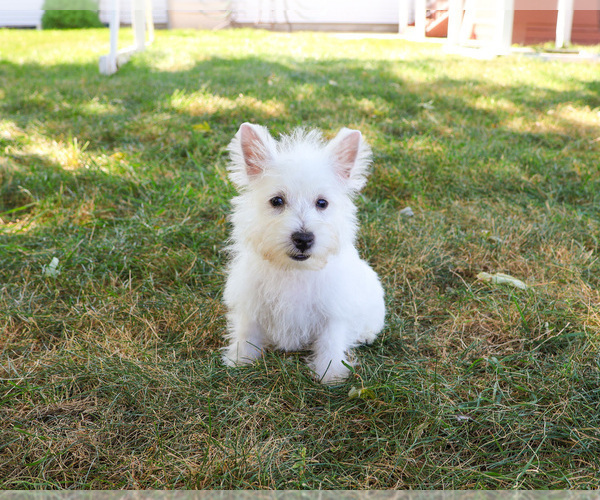 Medium Photo #4 West Highland White Terrier Puppy For Sale in SYRACUSE, IN, USA