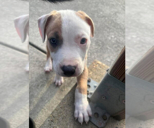 Medium Photo #1 Mutt Puppy For Sale in Wenonah, NJ, USA