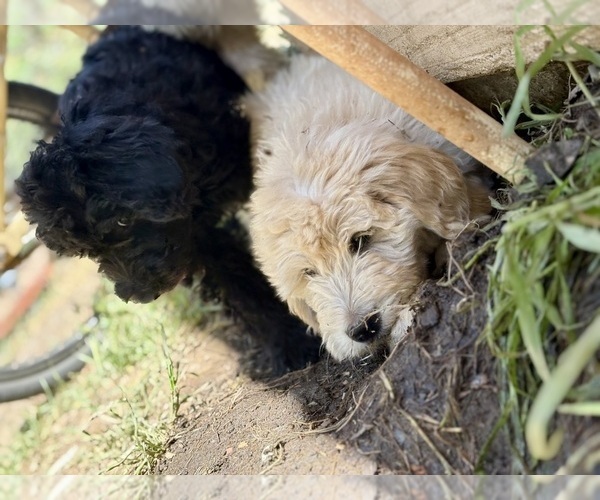 Medium Photo #4 Goldendoodle Puppy For Sale in VALLEY CENTER, CA, USA