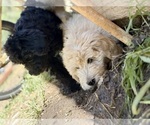 Small #3 Goldendoodle