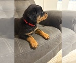 Small #10 Rottweiler