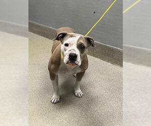 Mutt Dogs for adoption in Las Vegas, NV, USA