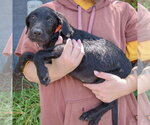 Small #1 Mutt