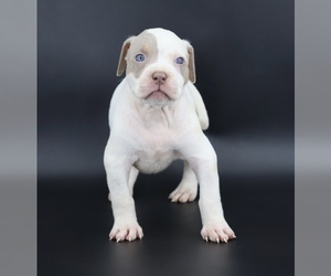American Bully Puppy for sale in CHAMPAIGN, IL, USA