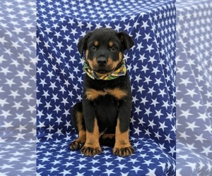 Rottweiler Puppy for sale in QUARRYVILLE, PA, USA