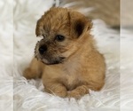 Small #4 Morkie