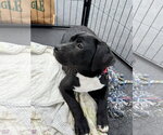 Small #2 Labrador Retriever Mix