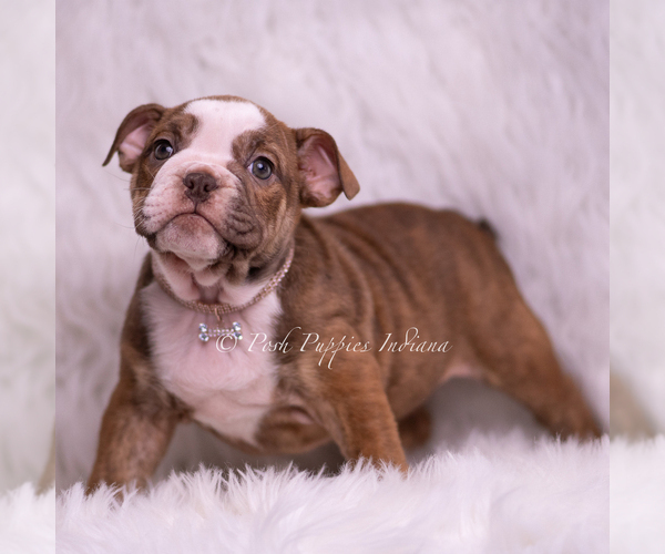 Medium Photo #57 Bulldog Puppy For Sale in WARSAW, IN, USA