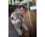 Small Photo #2 German Shepherd Dog Puppy For Sale in ELBERTON, GA, USA