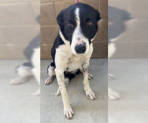 Border Collie Dogs for adoption in Salinas, CA, USA