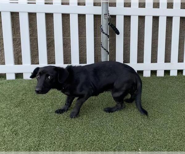 Medium Photo #1 Labrador Retriever-Unknown Mix Puppy For Sale in Modesto, CA, USA