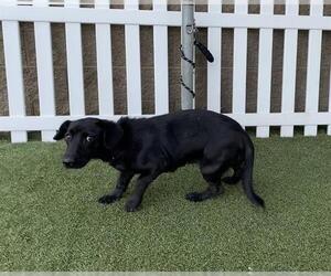 Labrador Retriever-Unknown Mix Dogs for adoption in Modesto, CA, USA