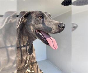 Blue Lacy Dogs for adoption in Houston, TX, USA