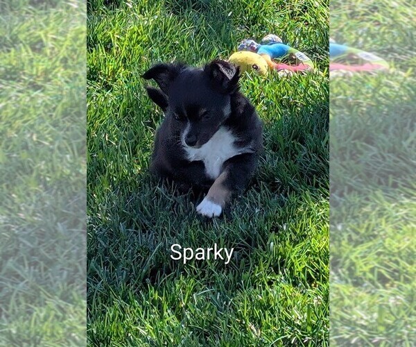 Medium Photo #7 Chihuahua Puppy For Sale in LEBANON, PA, USA