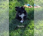 Small #6 Chihuahua