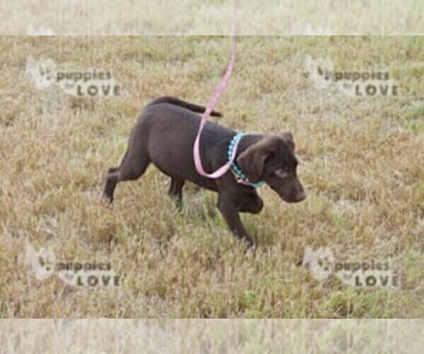 Full screen Photo #5 Labrador Retriever Puppy For Sale in SANGER, TX, USA
