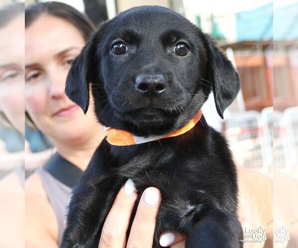 Medium Photo #3 Labrador Retriever-Unknown Mix Puppy For Sale in Washington, DC, USA