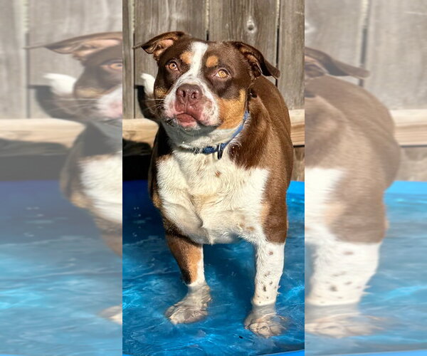 Medium Photo #2 Staffordshire Bull Terrier Puppy For Sale in Great Bend, KS, USA